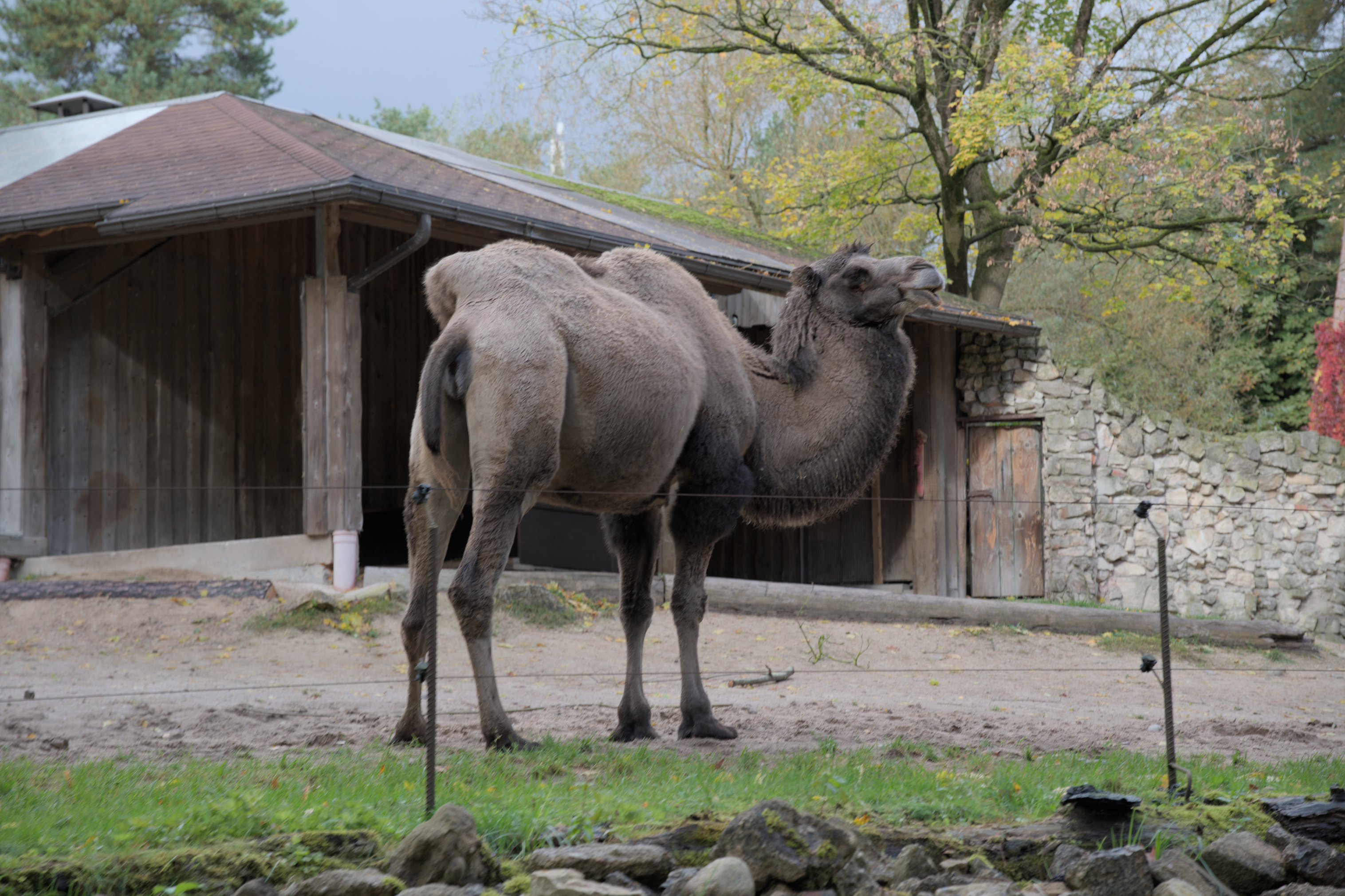 2025/10/12 - zoo/DSC_0043.jpg